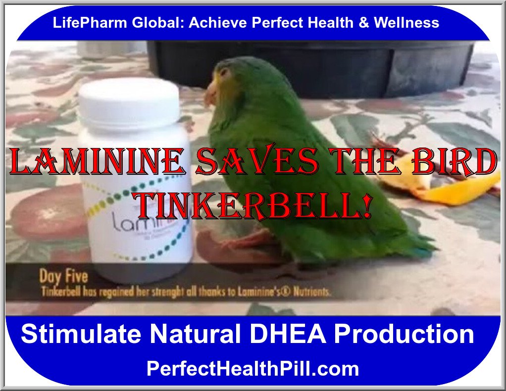 BIRD TINKERBELL: LAMININE