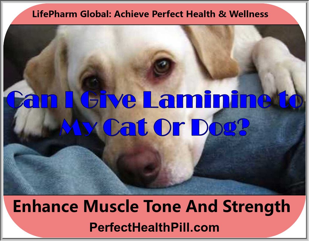 Can I give Laminine to my pet cat or dog? (A LifePharm video)